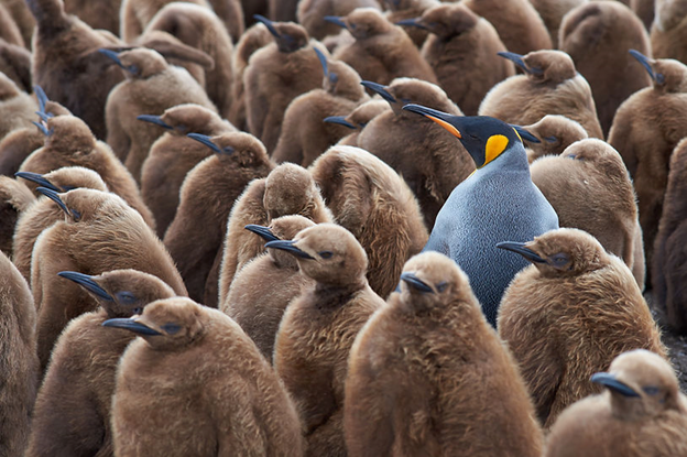 Competitors